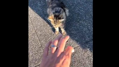 The image shows a man showing his wedding ring to a cat. (Reddit/@Catluminati) The image shows a man showing his wedding ring to a cat. (Reddit/@Catluminati)