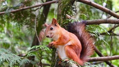 Squirrels caused a power outage in USA that left nearly 15,000 in heat. (Unsplash )