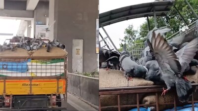 Pigeons stealing grains from sacks kept on a vehicle. (Instagram/@shibustuff) Pigeons stealing grains from sacks kept on a vehicle. (Instagram/@shibustuff)