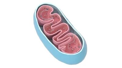 Mature sperm lack intact mitochondrial DNA: Study (Unsplash)