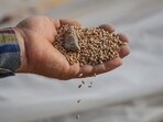 Ukrainian farmer Yakiv Marynchenko,  67, displays wheat grains with a stone outside of his crop storage that was destroyed last month by a Russian military strike, amid Russia's attack on Ukraine, near a frontline outside the town of Orikhiv in Zaporizhzhia region, Ukraine September 14, 2023. REUTERS/Oleksandr Ratushniak