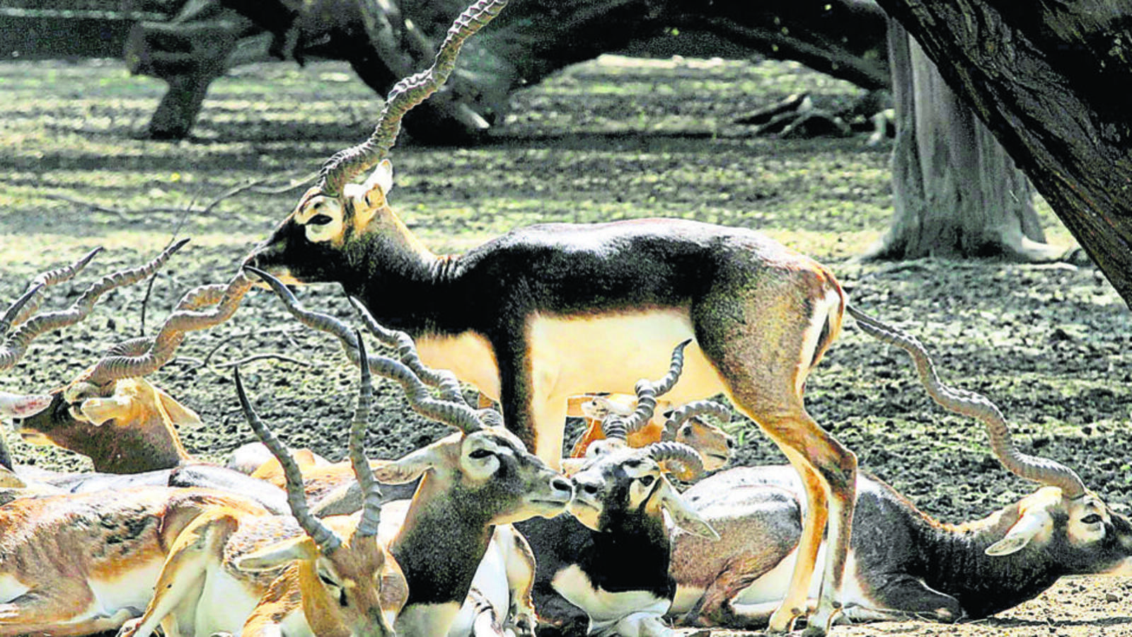 In black buck poaching FIR at Bihar police station, SHO is among the accused - Vimarsana News