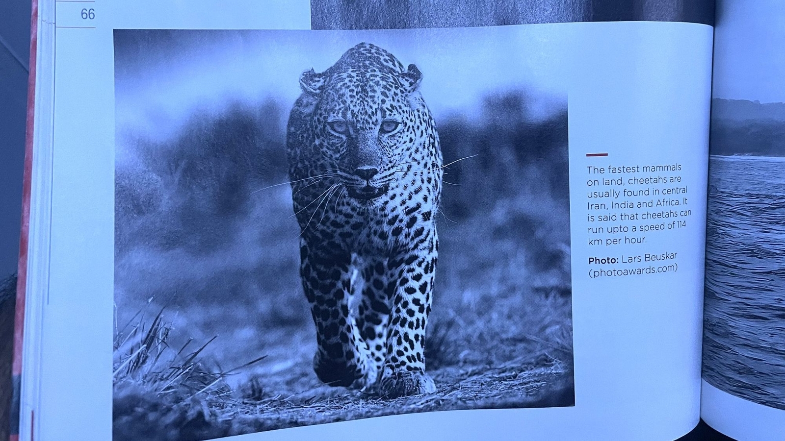 SpiceJet wrongly names this big cat in its magazine. IFS officer fact-checks it | Trending - Vimarsana News