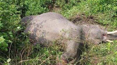Carcass of the elephant killed in train hit incident in Ampokhra forest range. (HT Photo) Carcass of the elephant killed in train hit incident in Ampokhra forest range. (HT Photo)