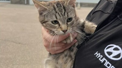 Hyundai dealership shared a picture of the cat after rescuing it. (Instagram/@lakelandhyundai) Hyundai dealership shared a picture of the cat after rescuing it. (Instagram/@lakelandhyundai)