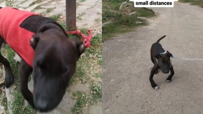 Snapshot of the dog who had bent legs. (Instagram/@bullu_bow_bow) Snapshot of the dog who had bent legs. (Instagram/@bullu_bow_bow)