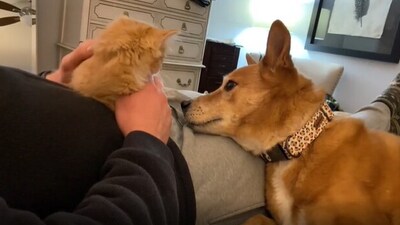 The image shows a cat and a dog with their pet dad. (Reddit/@iamtheliquor__) The image shows a cat and a dog with their pet dad. (Reddit/@iamtheliquor__)