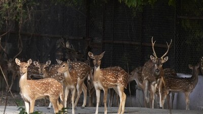 According to officials, 37 spotted deer were shifted from St. John's Hospital in Bengaluru to Bannerghatta Biological Park here last month. (HT Photo) According to officials, 37 spotted deer were shifted from St. John's Hospital in Bengaluru to Bannerghatta Biological Park here last month. (HT Photo)
