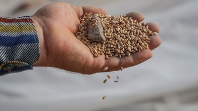 Ukrainian farmer Yakiv Marynchenko,  67, displays wheat grains with a stone outside of his crop storage that was destroyed last month by a Russian military strike, amid Russia's attack on Ukraine, near a frontline outside the town of Orikhiv in Zaporizhzhia region, Ukraine September 14, 2023. REUTERS/Oleksandr Ratushniak (REUTERS)