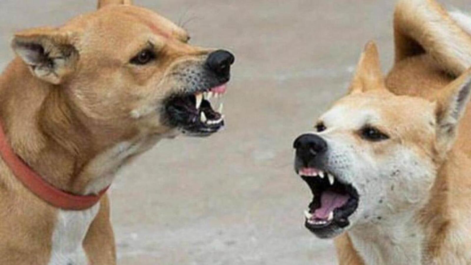 Stray dog bites 9-year-old near school premises in northeast Delhi - Vimarsana News