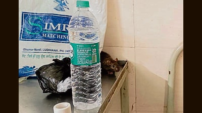 A rat seen at a patient’s table at the civil hospital in Ludhiana. (HT Photo) A rat seen at a patient’s table at the civil hospital in Ludhiana. (HT Photo)