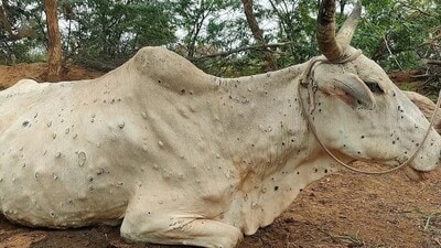 Bovine infected with lumpy skin disease (Pic for representation only)