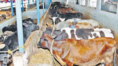 Department’s director Paviter Singh said four rounds of vaccination of female calves against brucellosis disease had been completed till September 20. (HT File)