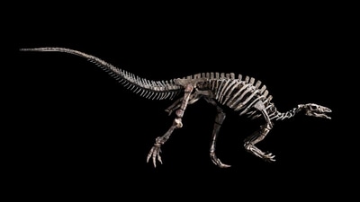 The dinosaur will be auctioned on October 20 in Paris. (Hôtel Drouot)
