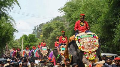 Elephants being brought for Mysore Dasara celebrations at Veeranahosahalli village, Mysuru district. (PTI) Elephants being brought for Mysore Dasara celebrations at Veeranahosahalli village, Mysuru district. (PTI)