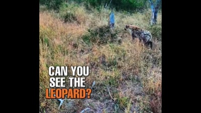 Can you spot the leopard hiding near the hyena? (Instagram/@latestkruger) Can you spot the leopard hiding near the hyena? (Instagram/@latestkruger)