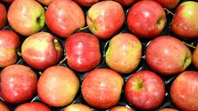 Apples contain compounds called polyphenols, which may also have a positive impact on cholesterol levels. (HT File Photo) Apples contain compounds called polyphenols, which may also have a positive impact on cholesterol levels. (HT File Photo)