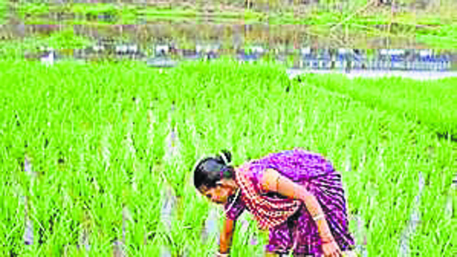 As rains revive, paddy sowing hits record - Vimarsana News