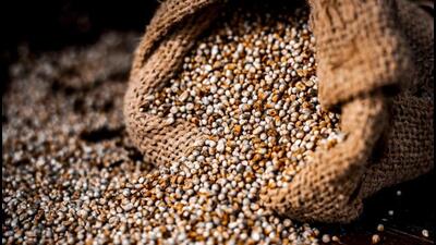 Bhiwani grain market supervisor Yogesh Sharma said nearly 700 quintals of Bajra were procured in Bhiwani on the first day. (HT File) Bhiwani grain market supervisor Yogesh Sharma said nearly 700 quintals of Bajra were procured in Bhiwani on the first day. (HT File)