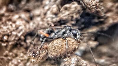 Female Auplopus wasp dragging amputated spider. (PHOTO: ARUN BANSAL)