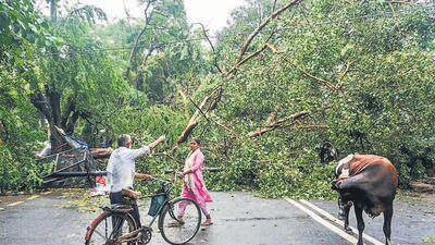 New Delhi: People move around a fallen tree after heavy rainfall at the IP Extension area, in New Delhi, Saturday, Sept. 23, 2023. (PTI Photo) (PTI09_23_2023_000134B) (PTI) New Delhi: People move around a fallen tree after heavy rainfall at the IP Extension area, in New Delhi, Saturday, Sept. 23, 2023. (PTI Photo) (PTI09_23_2023_000134B) (PTI)