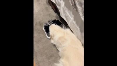 The image shows a very adorable dog trying to guilt trip her pet parent. (Reddit/@Starlettohara23) The image shows a very adorable dog trying to guilt trip her pet parent. (Reddit/@Starlettohara23)
