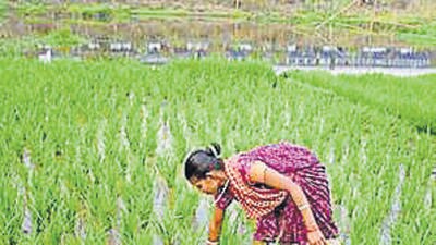 The area under kharif or summer rice has expanded to a record 41.15 million hectares as on September 22. (HT Archive) The area under kharif or summer rice has expanded to a record 41.15 million hectares as on September 22. (HT Archive)