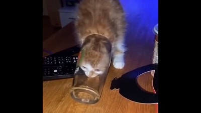 The image shows a cat drinking water from a glass. (X/@TweetsOfCats) The image shows a cat drinking water from a glass. (X/@TweetsOfCats)