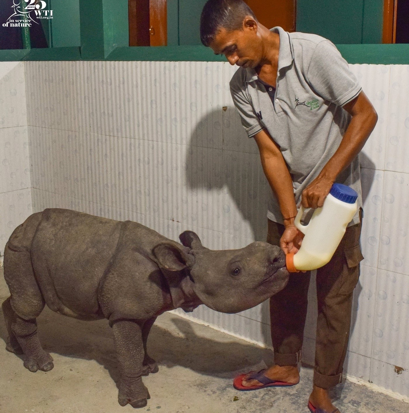 Female calf being fed milk at CWRC facility. (PHOTO: WILDLIFE TRUST OF INDIA)