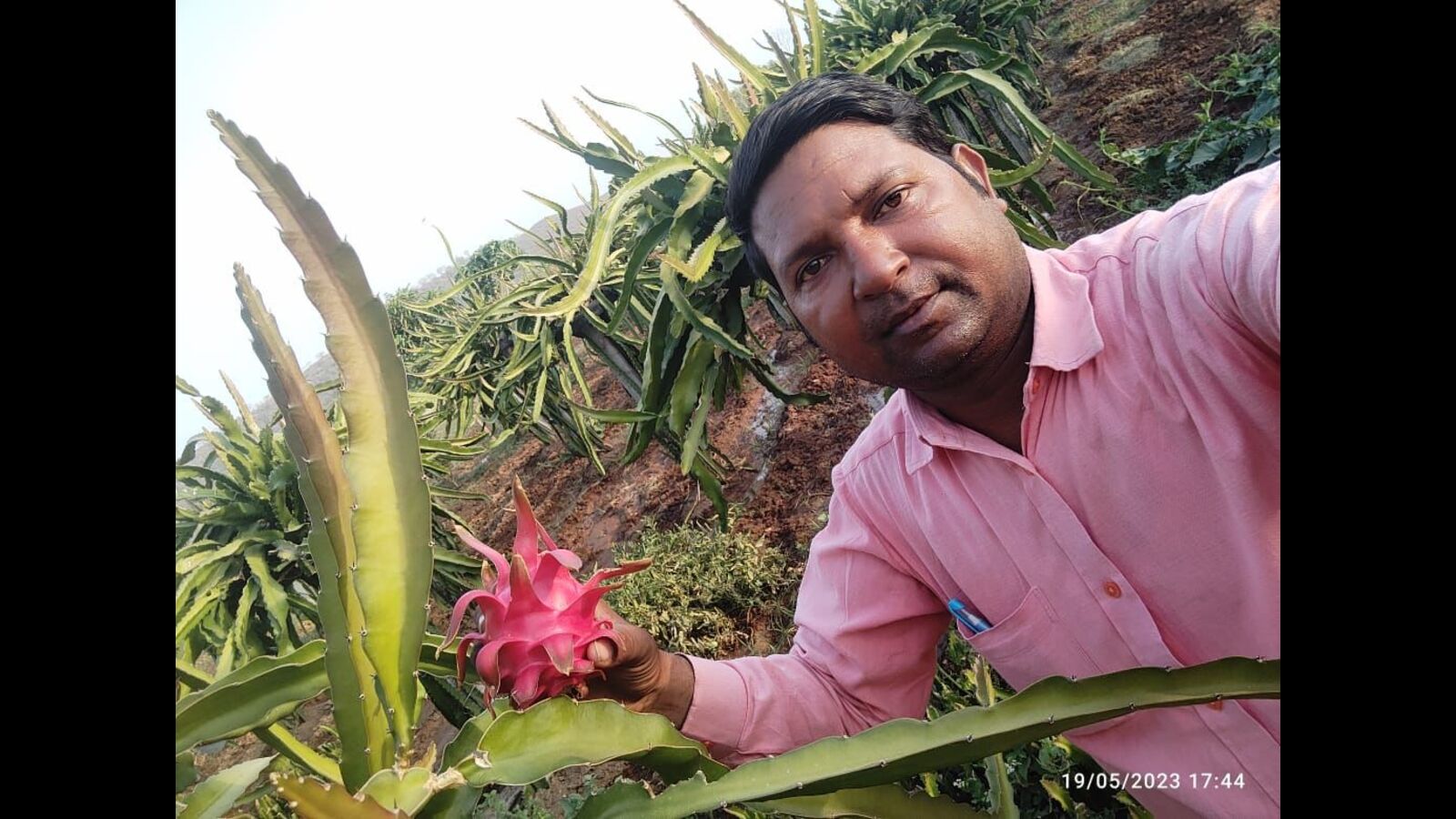 From Mexico, Thailand to U.P. villages; dragon fruit farming a growing trend among farmers - Vimarsana News