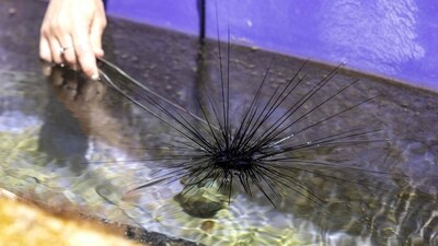 The long-spined creatures feed on algae that can suffocate corals, their die-off could "destroy our entire coral reef ecosystem," a scientist said. (AFP) The long-spined creatures feed on algae that can suffocate corals, their die-off could "destroy our entire coral reef ecosystem," a scientist said. (AFP)