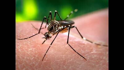 With 362 cases in nine months, the district’s dengue count has already surpassed the total number of cases recorded in the corresponding period last year. Mohali had logged 316 cases till September last year. Almost 155 cases have been reported this month. (Shutterstock Photo/ Representational image) With 362 cases in nine months, the district’s dengue count has already surpassed the total number of cases recorded in the corresponding period last year. Mohali had logged 316 cases till September last year. Almost 155 cases have been reported this month. (Shutterstock Photo/ Representational image)