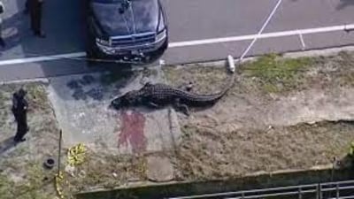 On Friday afternoon, September 22, 2023, Jamarcus Ballard was passing by the canal when he saw the alligator and a corpse in the water.