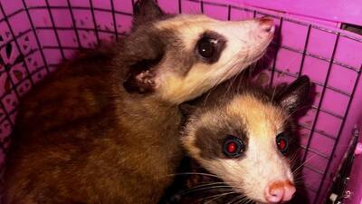 Common Opossum (Didelphis marsupialis) was among the exotic animals rescued during the police operation in Assam (HT Photo/Sourced) Common Opossum (Didelphis marsupialis) was among the exotic animals rescued during the police operation in Assam (HT Photo/Sourced)