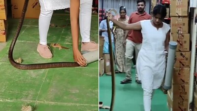 Snapshot of the woman carrying snake with her bare hands. Snapshot of the woman carrying snake with her bare hands.