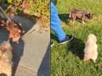 The image shows a dog looking at another pooch. 