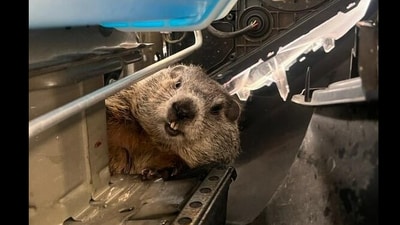 Snapshot of the groundhog stuck inside the car. (Facebook/@ Jiffy Lube)