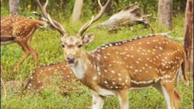 In total, 37 deer were brought to Bannerghatta National Park on August 17. (Getty Images/iStockphoto) In total, 37 deer were brought to Bannerghatta National Park on August 17. (Getty Images/iStockphoto)