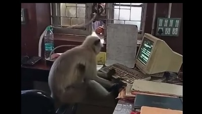 Langur working on a computer. (Facebook) Langur working on a computer. (Facebook)