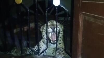 The animal was caught by the forest officials who then released it to a safe place. (Representative file image)
