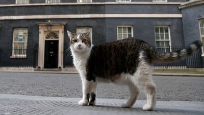 Larry, the official 10 Downing Street cat, seen before the nationwide Clap for Carers to recognise and support National Health Service (NHS) workers and carers fighting the coronavirus pandemic on May 21, 2020. (Frank Augstein / AP) Larry, the official 10 Downing Street cat, seen before the nationwide Clap for Carers to recognise and support National Health Service (NHS) workers and carers fighting the coronavirus pandemic on May 21, 2020. (Frank Augstein / AP)