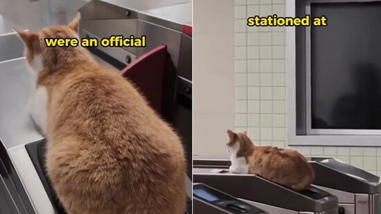 Snapshot of the cat at Turkey Subway. (Instagram)