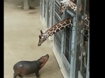 Baby hippo coming close to a giraffe.