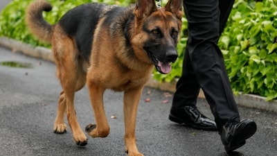 President Joe Biden's dog Commander, a German shepherd, walking outside the West Wing of the White House. (AP) President Joe Biden's dog Commander, a German shepherd, walking outside the West Wing of the White House. (AP)