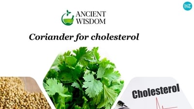Coriander or dhaniya is an essential flavouring agent in almost all Indian kitchens. Coriander or dhaniya is an essential flavouring agent in almost all Indian kitchens.