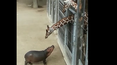 Baby hippo coming close to a giraffe. Baby hippo coming close to a giraffe.