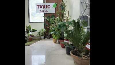 Indoor plants with toxins displayed in the exhibition by the forensic medicine and toxicology department. (HT Photo) Indoor plants with toxins displayed in the exhibition by the forensic medicine and toxicology department. (HT Photo)