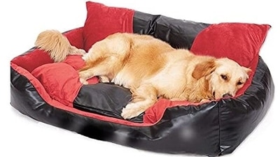 Best dog beds under ₹1500: Spoil your furry companions with comfort. Best dog beds under ₹1500: Spoil your furry companions with comfort.