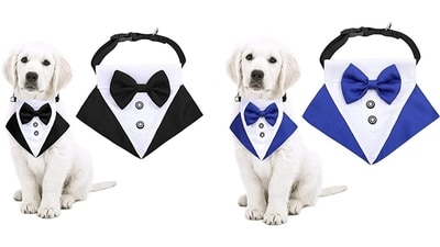 Dog bows make your furry friends look prim and proper. Dog bows make your furry friends look prim and proper.