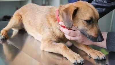 Regular care, veterinary guidance, and a clean living space are key to managing these pesky parasites effectively. (Pixabay) Regular care, veterinary guidance, and a clean living space are key to managing these pesky parasites effectively. (Pixabay)